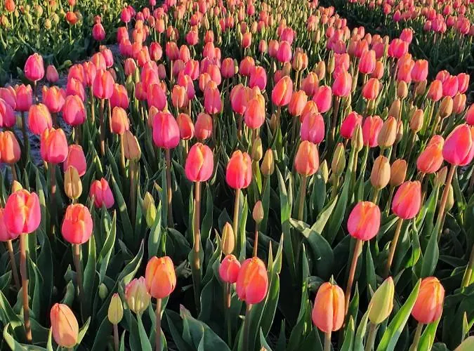 Schotvanger Hébergement de vacances